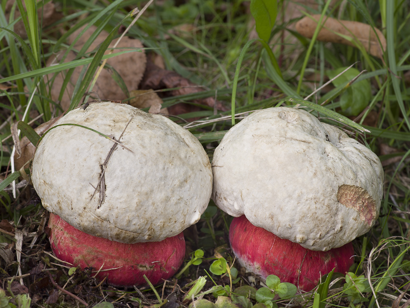 Boletus satanas